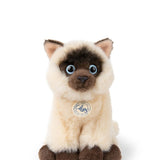 B.T. Chaps Eddie the Siamese in giftbox
