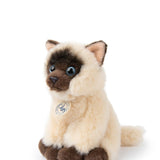 B.T. Chaps Eddie the Siamese in giftbox