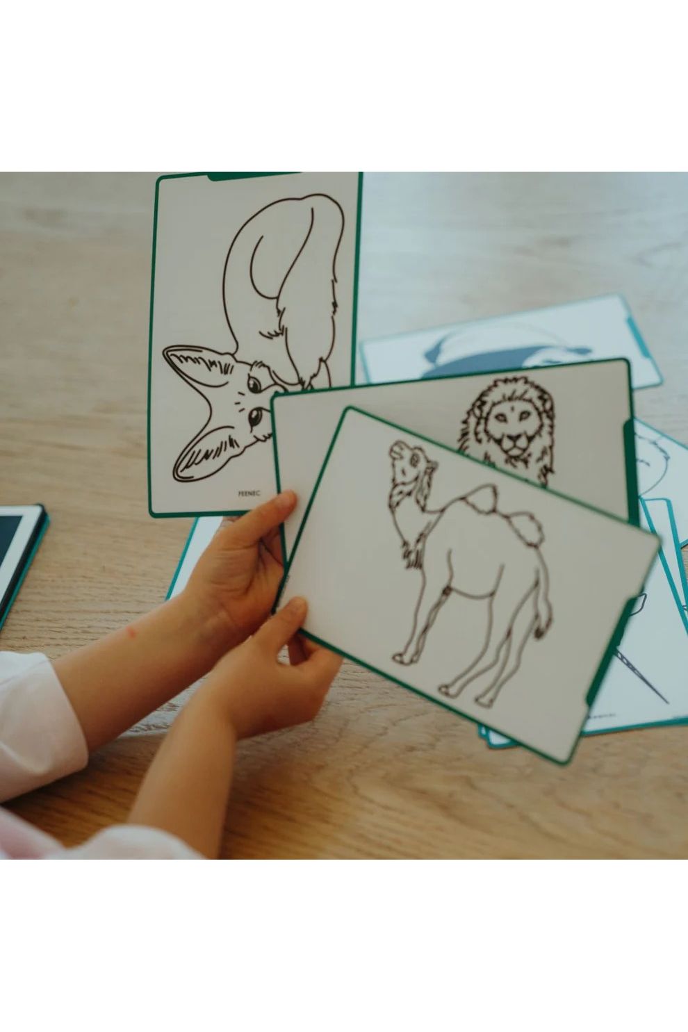 Kidywolf Kidydraw-mini - Animals Around The World van Kidywolf | Kids Conceptstore Le Fanfare